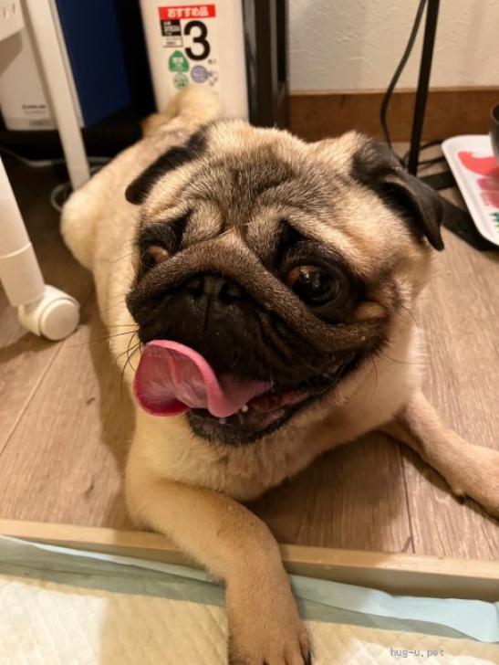 犬の里親募集】奈良県・パグ・超甘えた陽気なパグちゃん（ID:2311