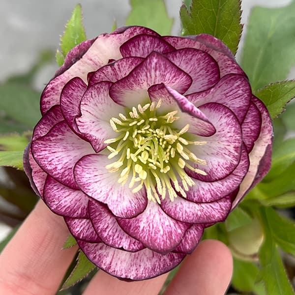 ㉖-330クリスマスローズ クリスマスローズフェア | 大阪の植物園-咲く